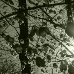 Verdant Recordings (UK)