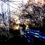 Jughandletrail
